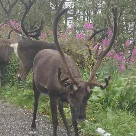 Polar House Apartment *
