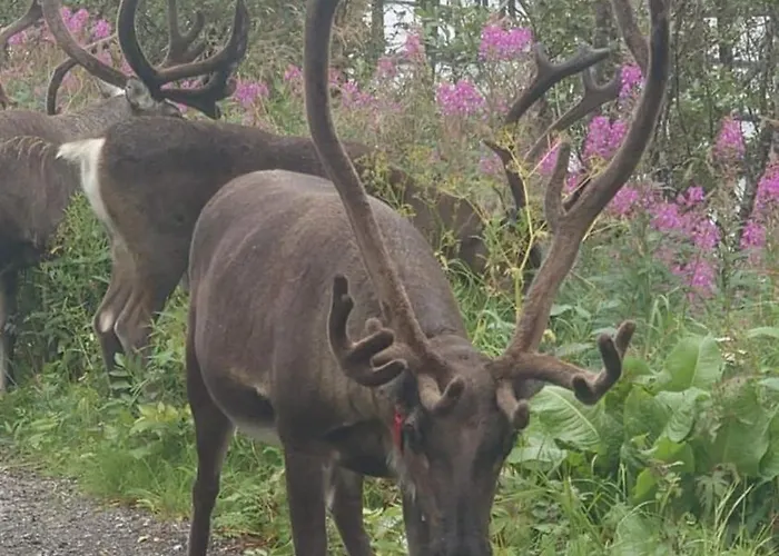 Polar House Apartment *